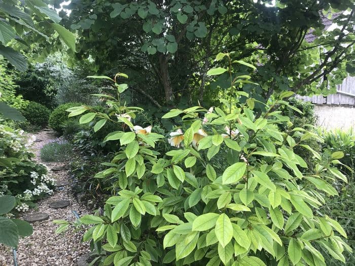 Visite guidée des jardins de l'Alisier Blanc et exposition de céramiques · photo 1