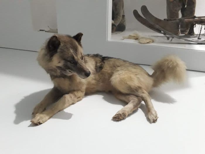 Visite flash « Le chien groenlandais, compagnon de voyage de Paul-Émile Victor », suivie d’un atelier « Venez hurler ave · photo 1