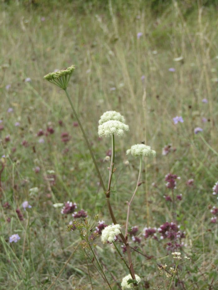 La flore tardive des coteaux calcaires, sortie botanique · photo 1