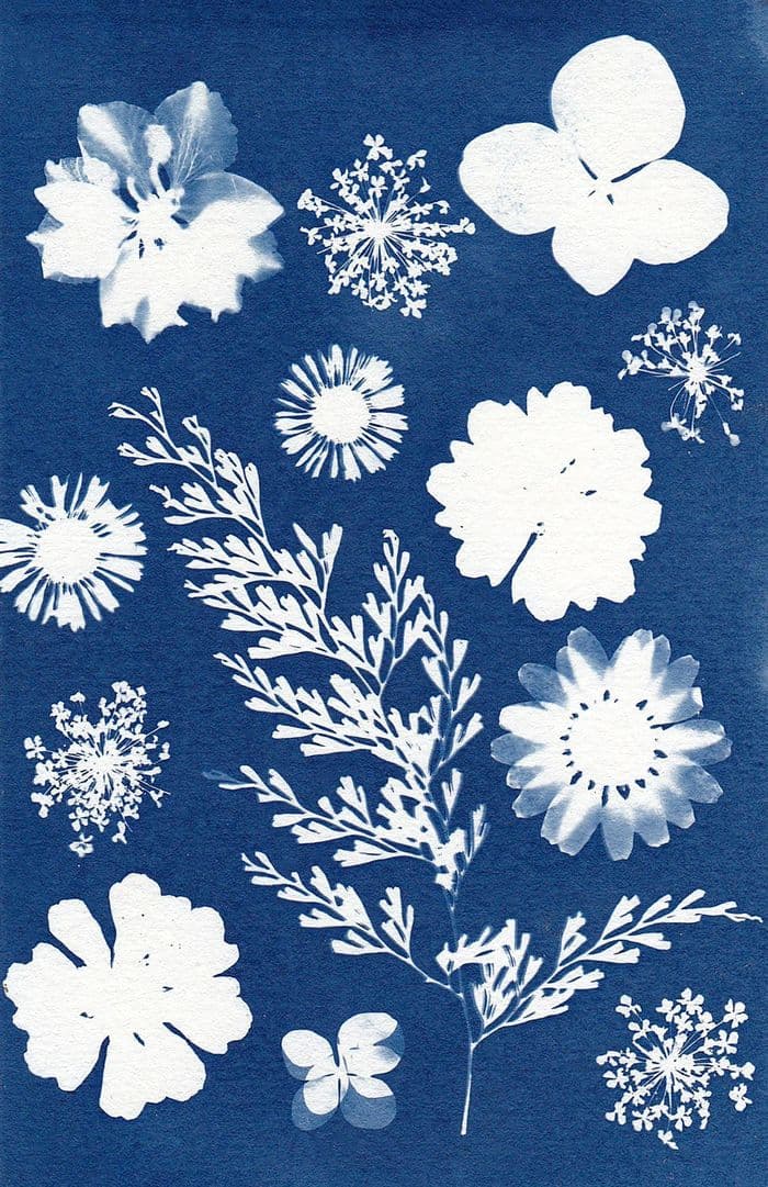 Initiation au cyanotype · photo 1
