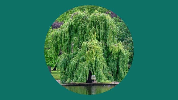 🌿 Des racines aux branches : le saule dans tous ses états · photo 1