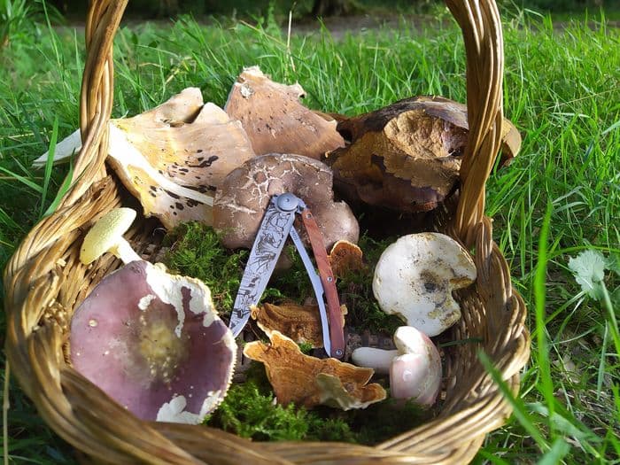 Découverte des champignons dans la forêt domaniale d'Halatte · photo 1