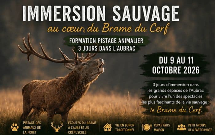 Immersion Sauvage, au cœur du brame du cerf · photo 1