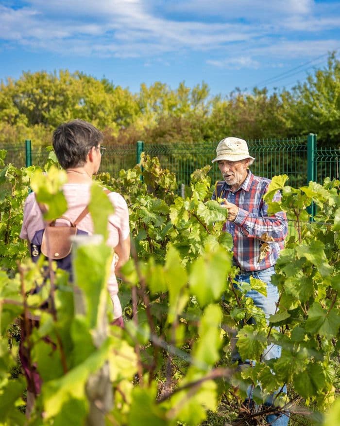 Aux jardins de la Contrée de Gauvin : immersion au cœur du conservatoire de ceps hybrides · photo 1