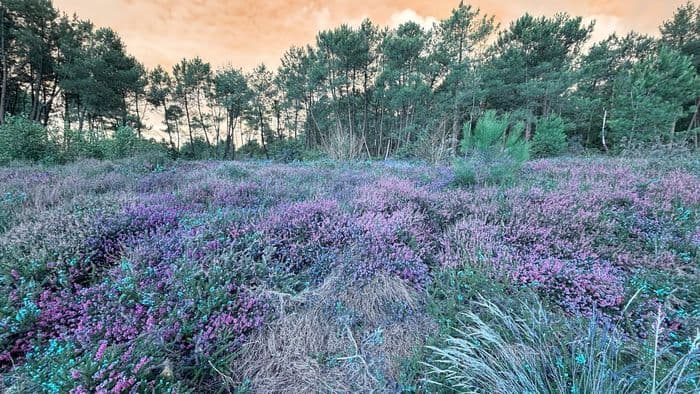 Les Landes au fil du temps · photo 1