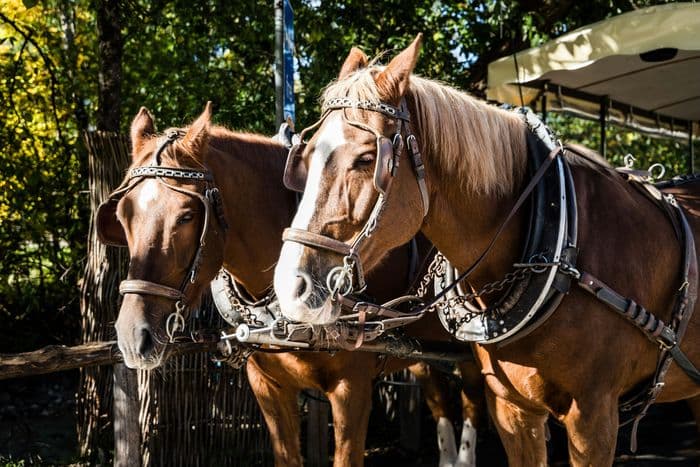 Attelage à cheval – Les 140 ans du théâtre · photo 1
