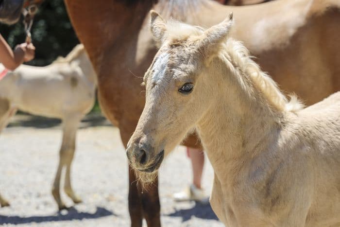 Fête du cheval au poney club de Carmantran · photo 1