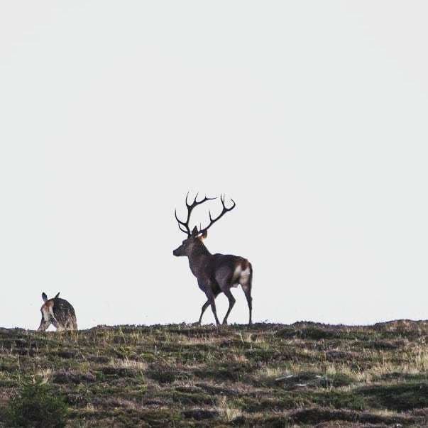 Brame du Cerf · photo 1