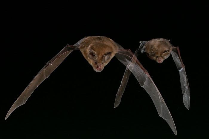 NUIT DE LA CHAUVE-SOURIS SUR LA RNR DE LA MASSONNE · photo 1